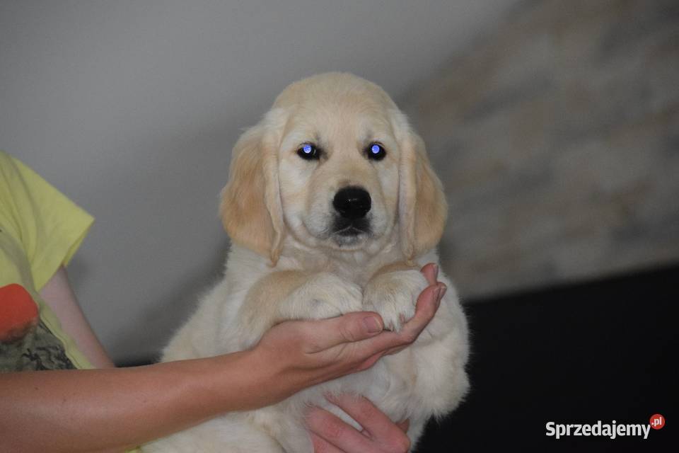 Szczenięta golden retriver ZKWP FCI sprzedam