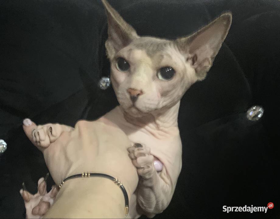 Sfinks Kanadyjski Reproduktor Usługi Leszno