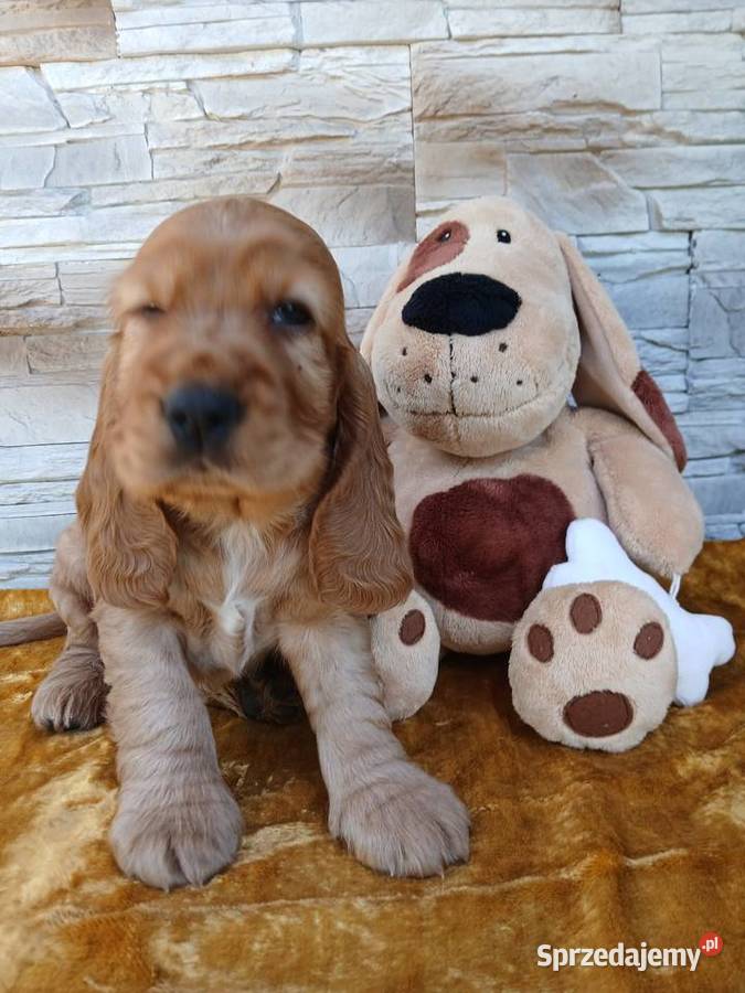 Śliczne Szczenięta Cocker Spaniel Angielski Sieradz