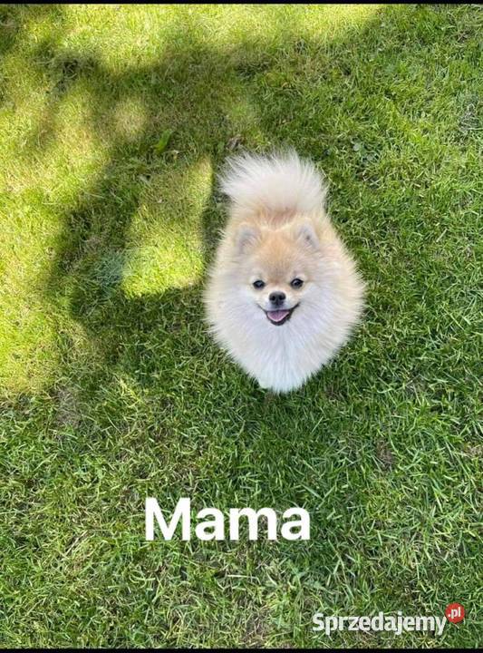 Szpic miniaturowy pomeranian Siedlce