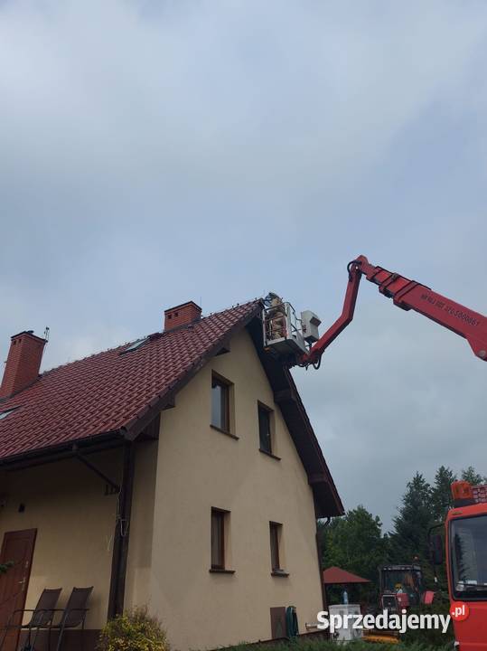 Osy Szerszeni usuwanie gniazd Wrocław