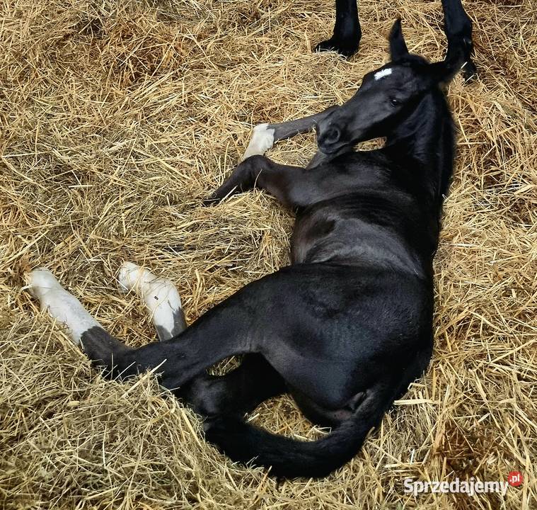 Kary ogier odsadek na sprzedaż