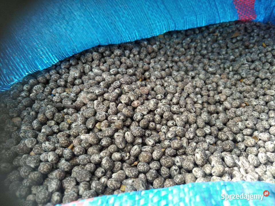 łubin caro Groch batuta Sandomierz pszenica