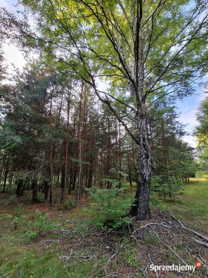 Działka rekreacyjna Pojezierze sprzedam