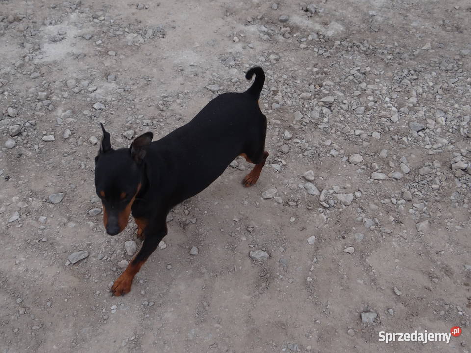 Krycie Reproduktor pinczer 65 mazowieckie Radom