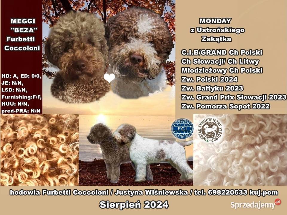 Szczenięta rasy lagotto romagnolo pieski zkwp sprzedam
