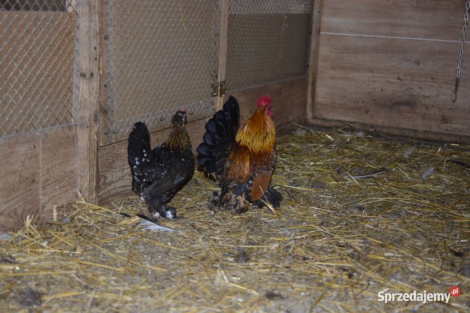 Kury ozdobne karzełki łapciate Rzeszów