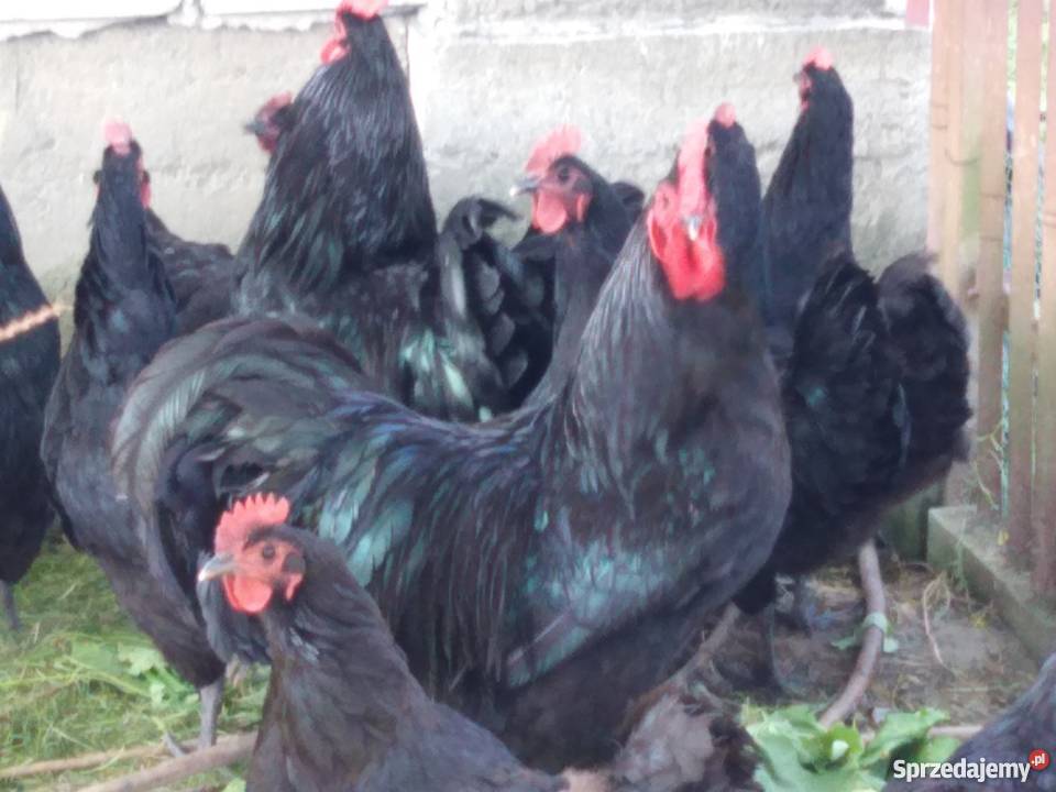 Kurczęta australorp małopolskie Ryczów