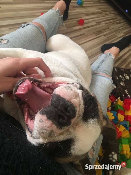 Buldog Francuski Bydgoszcz