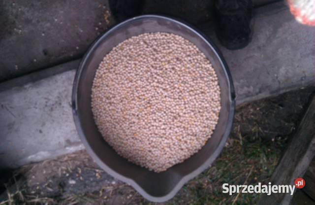 Groch jadalny Astronaute 2025r super roślina Zboża mazowieckie Daniszewo sprzedam