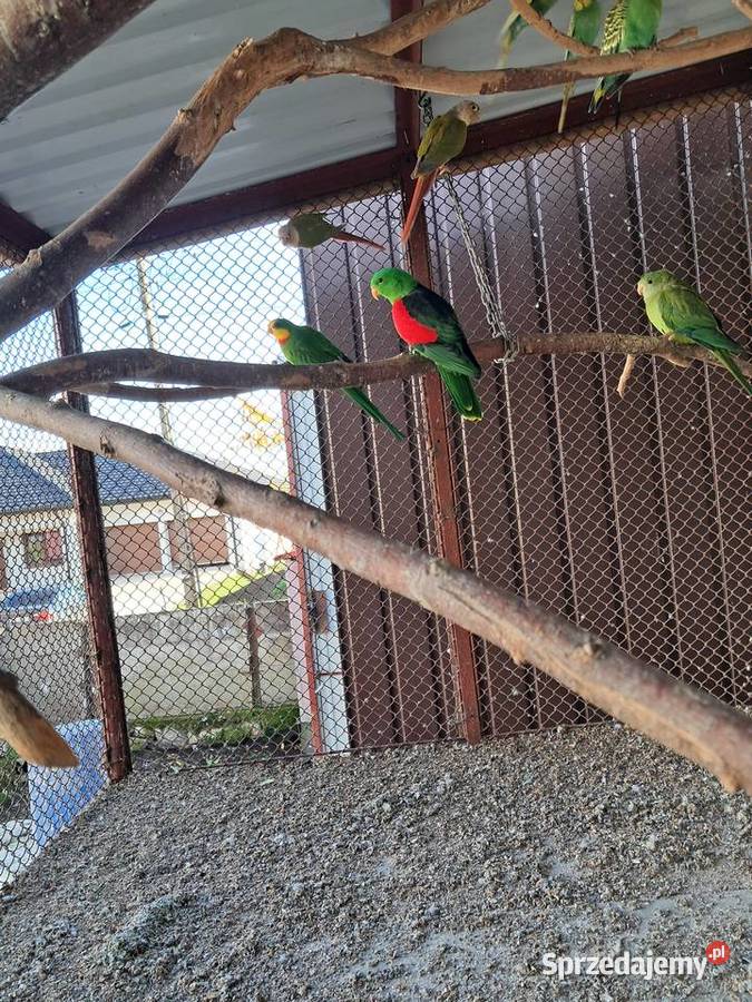 Sprzedam papugi barabandy aleksandrety zeberki Pińczów sprzedam
