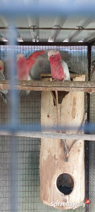 Kakadu różowe para 23r Wodzisław Śląski sprzedam