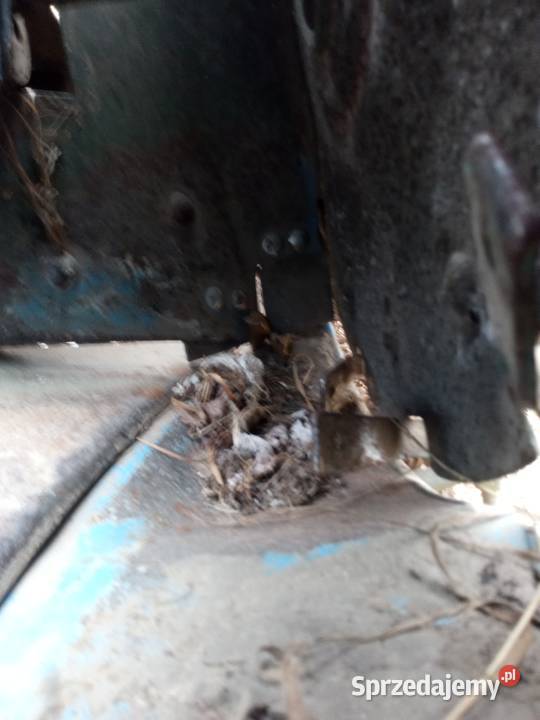 Sadzarka czeska kujawsko-pomorskie Lipno