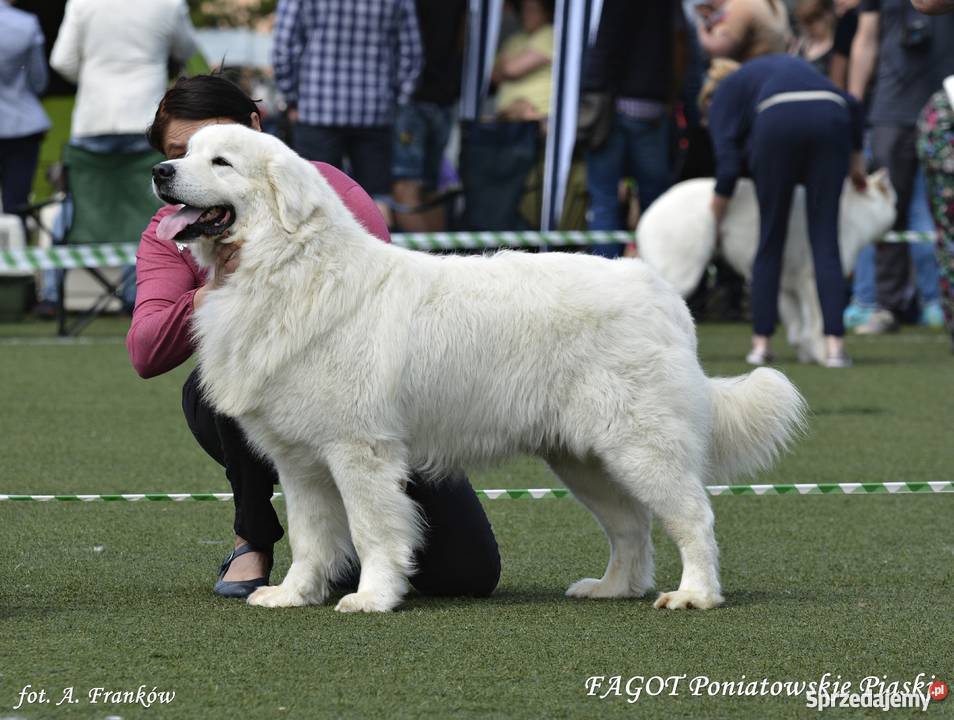 Szczenięta Owczarek Podhalański ZKwP pomorskie Gdańsk