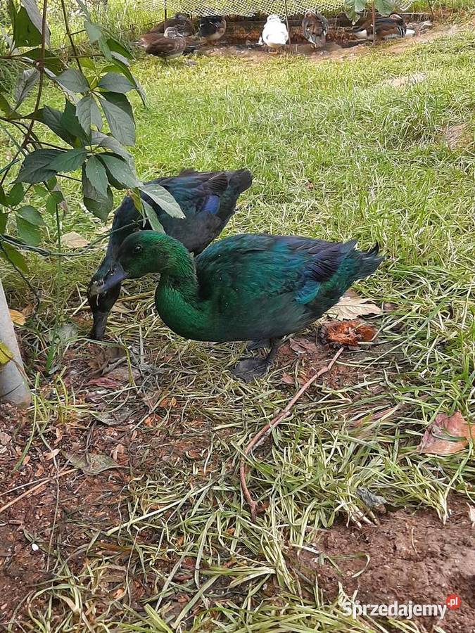 Kaczki szmaragdowe para Skała