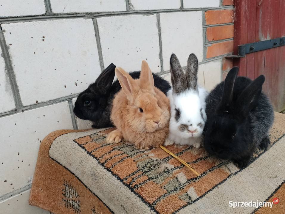 Sprzedam króliki Smoryń