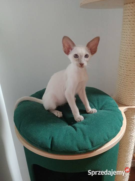 Kotka syjamska orientalna rodowód FPL Skopanie