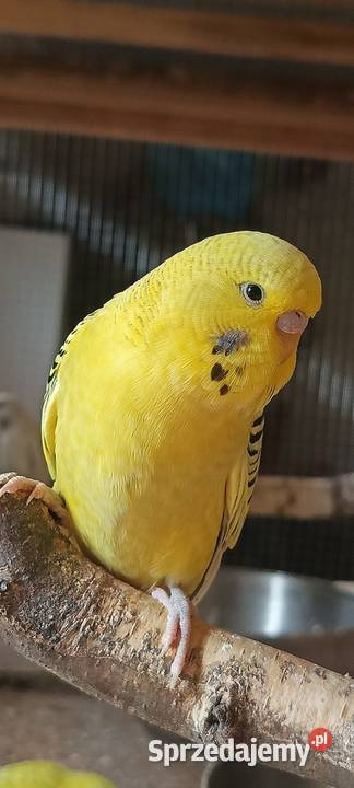 Faliste TCB żółte 26 r Wąsosz