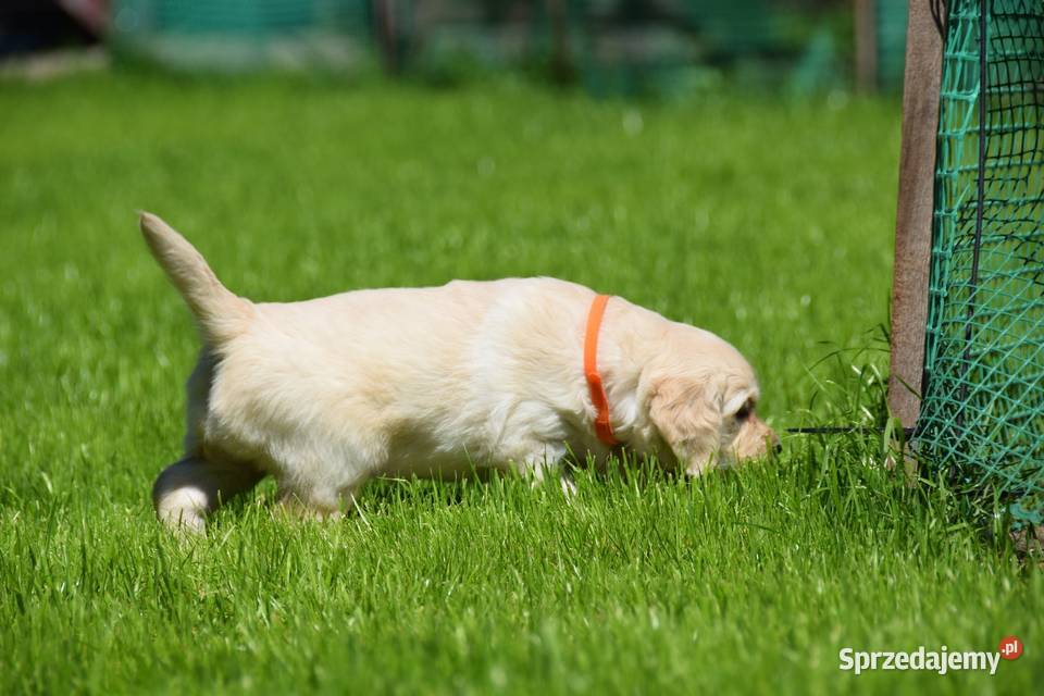 Szczenięta golden retriever ZKWP FCI mazowieckie Łochów