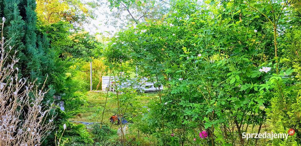 Ogródek działkowy Czeladź Piaski