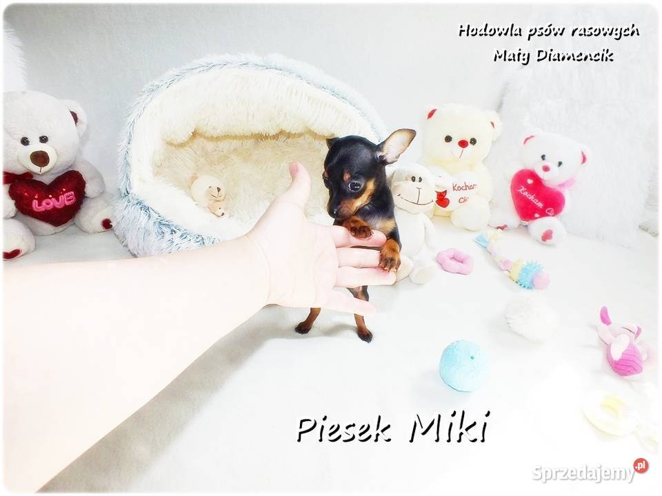 Pinczer miniaturowy Ratlerek tzwsarenka MINI Żary sprzedam