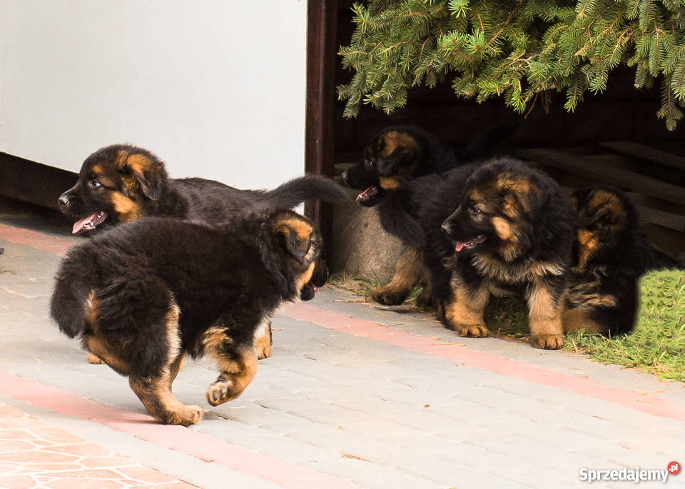 Owczarek niemiecki długowłosy FCI ZKWP Kalisz