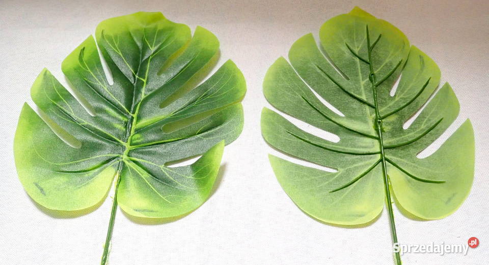 LIŚĆ MONSTERY FILODENDRON DO KOMPOZYCJI STROIKÓW Siewierz sprzedam