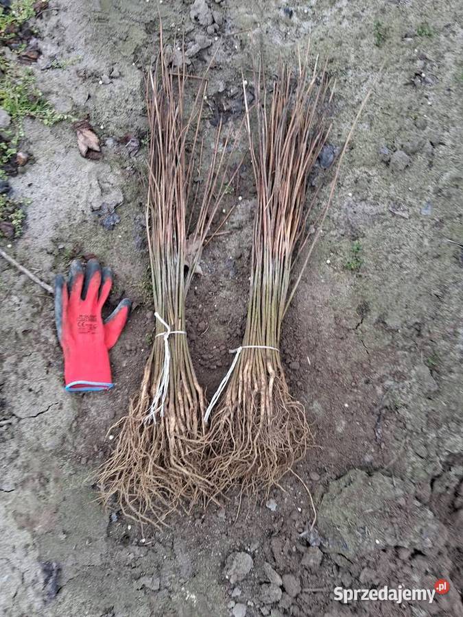 Sadzonki katalpy morwy białą czarna Puławy