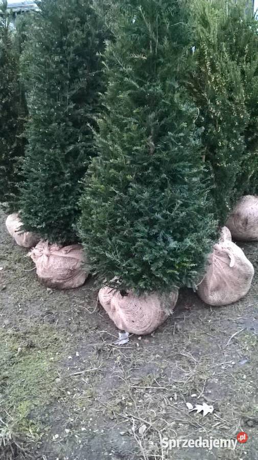 Mega wysoki Gotowy Żywopłot Cis Baccata Mszczonów