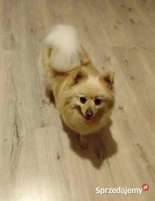 szpic mały suczka Szpic miniaturowy Skalbmierz
