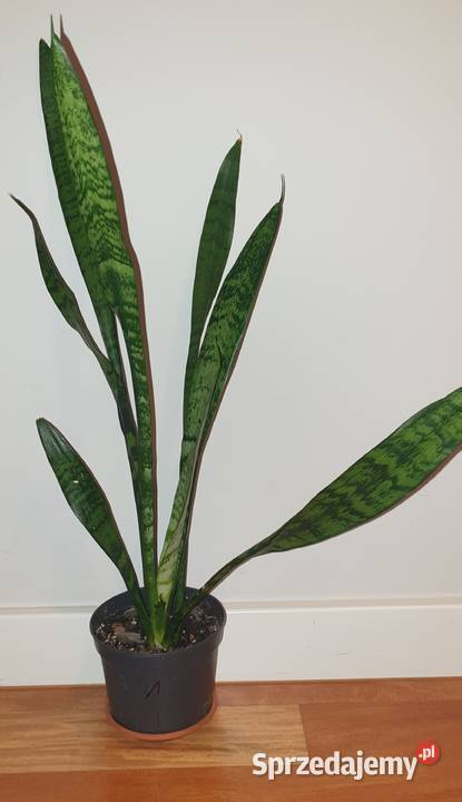 Sansewieria wysoka wężownica wysokość 65 duża mazowieckie