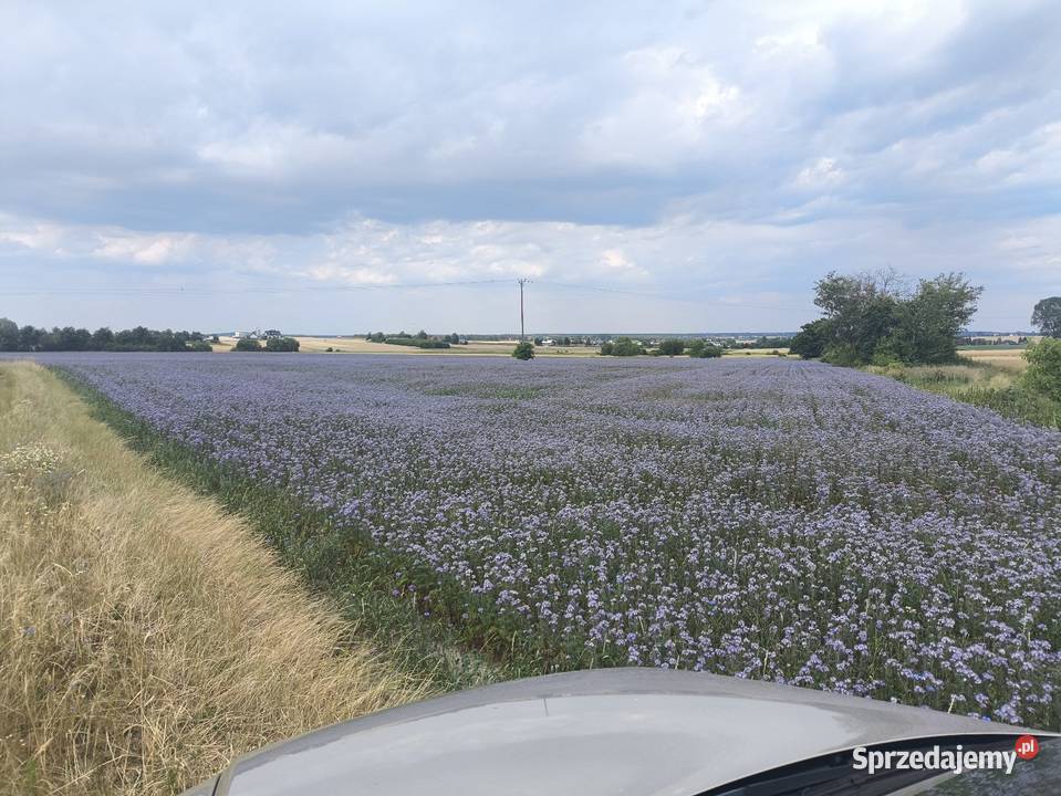 Facelia nasiona poplon śląskie