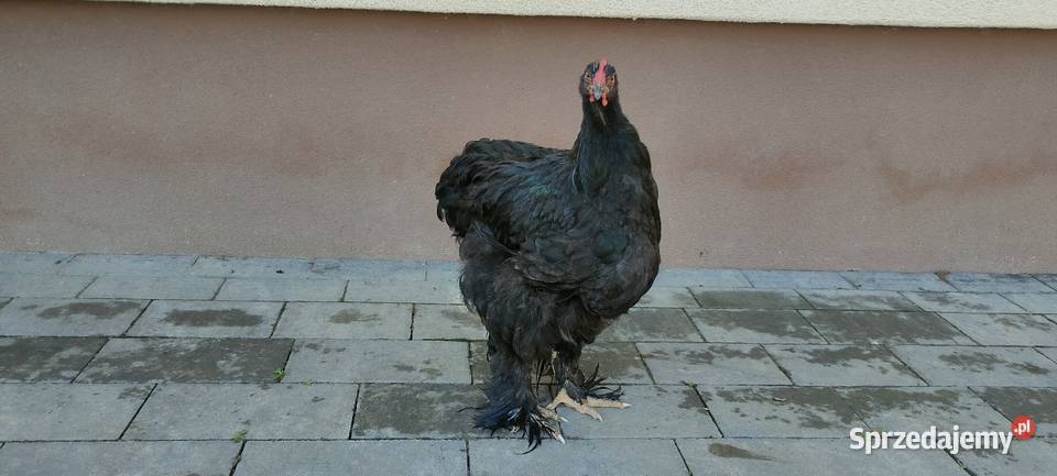 Sprzedam koguty młode