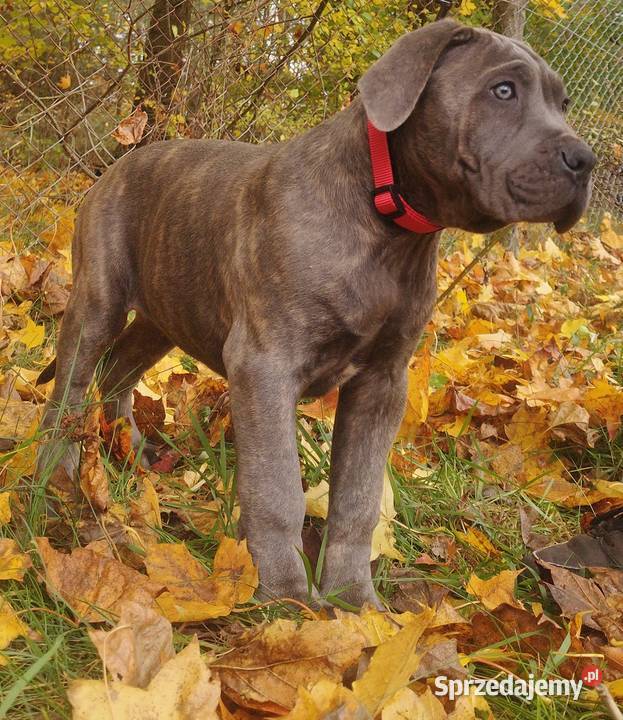 Cane Corso Ksin Fargo Fci Skępe