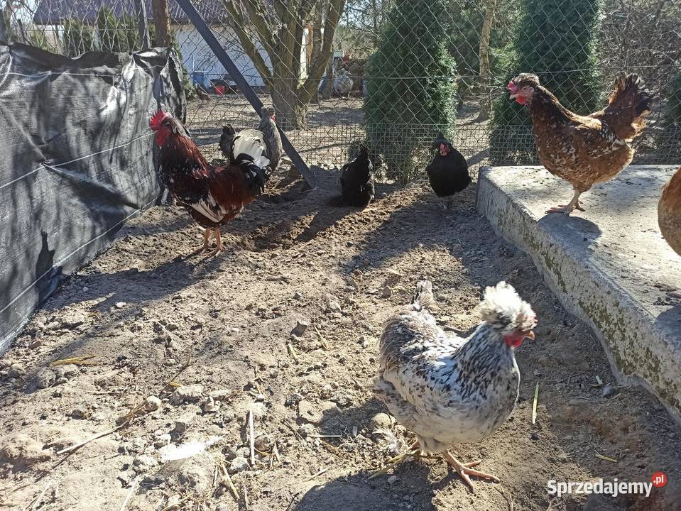 Jaja lęgowe czubatka staropolska Krupe