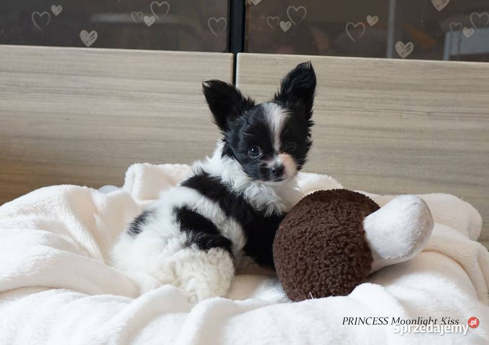 suczka papillon ZKwP FCI spaniel miniaturowy Warszawa