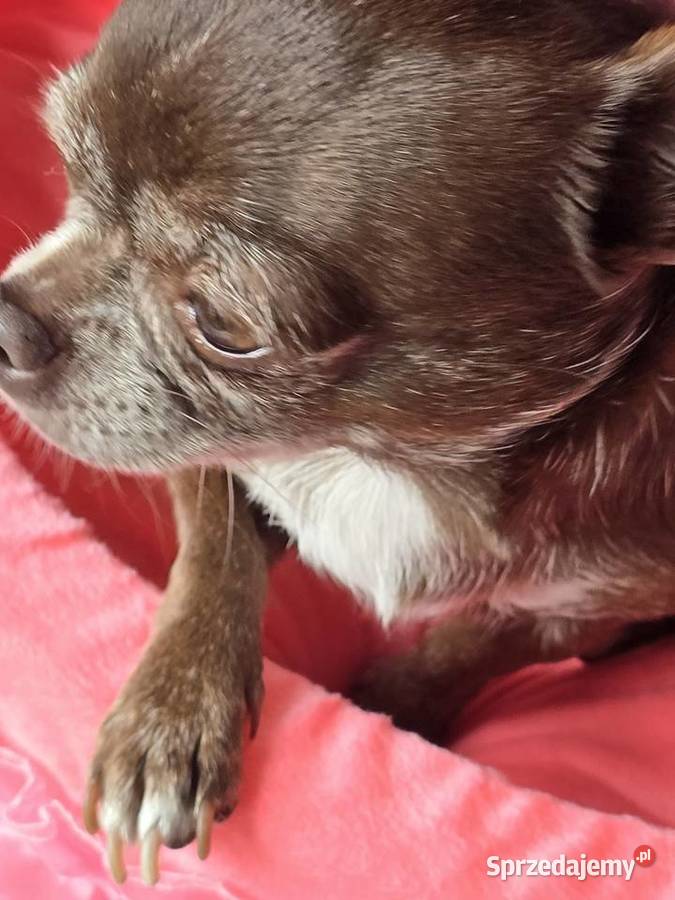 Chihuahua czekoladowa dorosła Bielsko-Biała