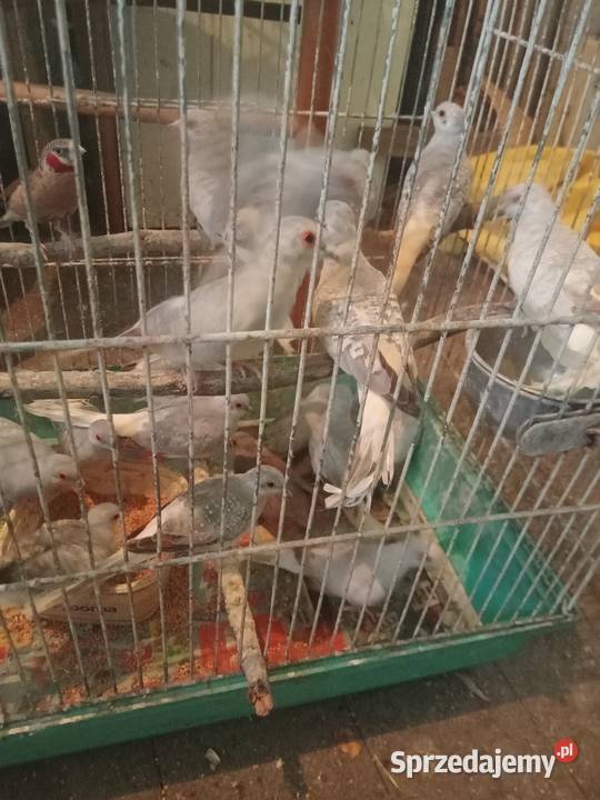 Gołąbki diamentowe małopolskie Igołomia