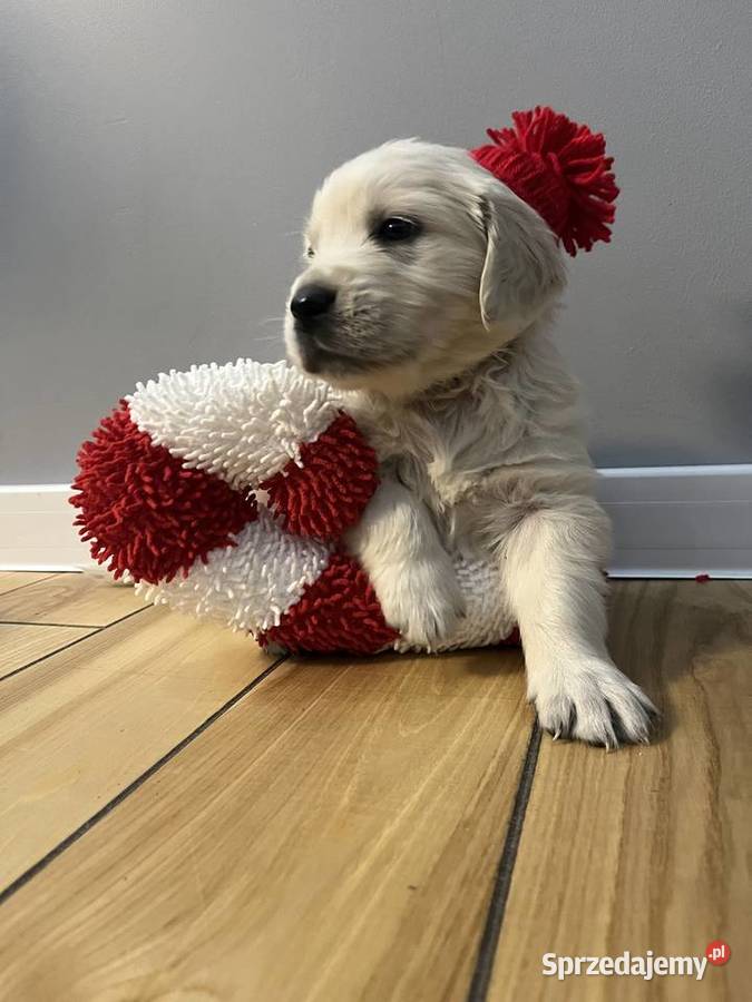 Szczeniaki Golden Retriever z legalnej hodowli sprzedam