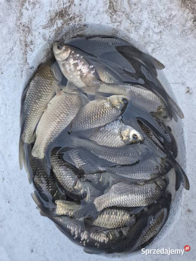 Karaś Ryby Opalenica sprzedam