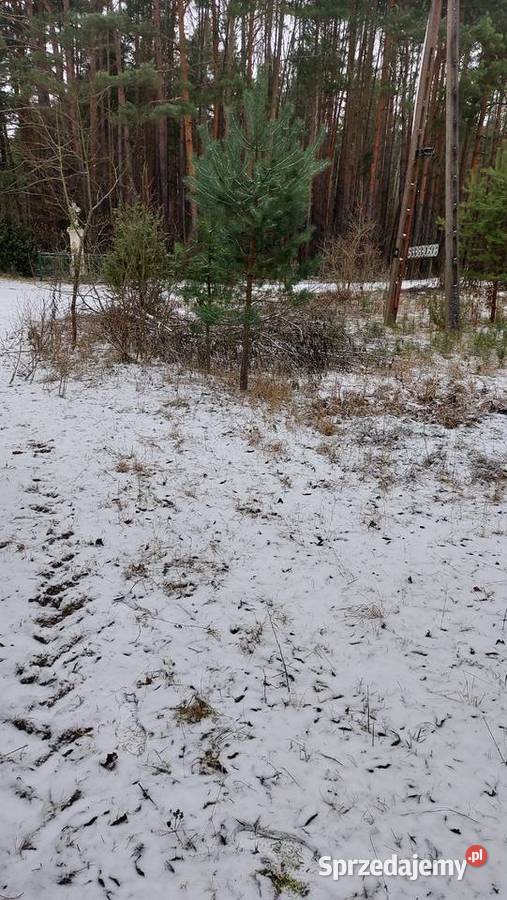 Działka rekreacyjna w lesie świętokrzyskie Ogrójce