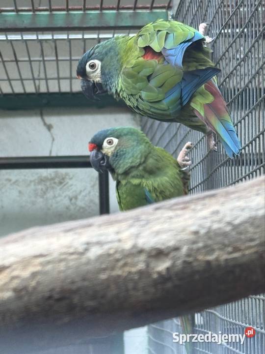 Ara marakana para lęgowa Myślenice