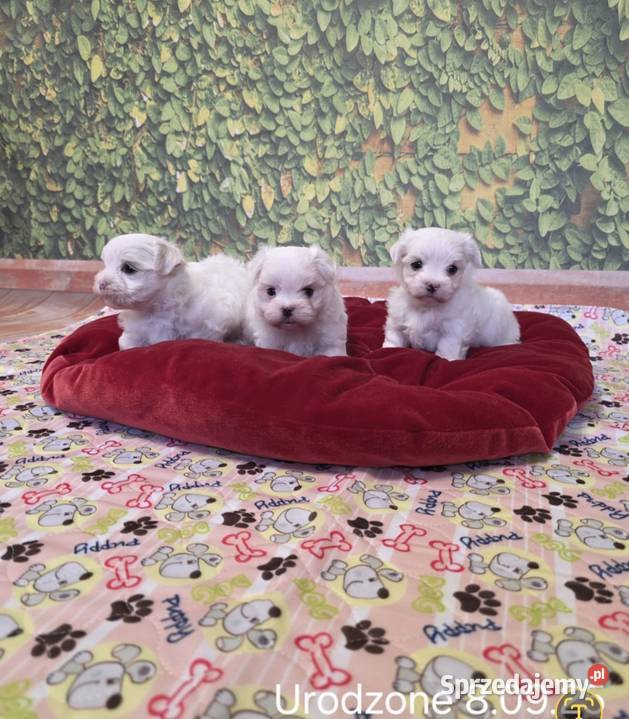 Suczka Maltańczyk z rodowodem FCI lubelskie