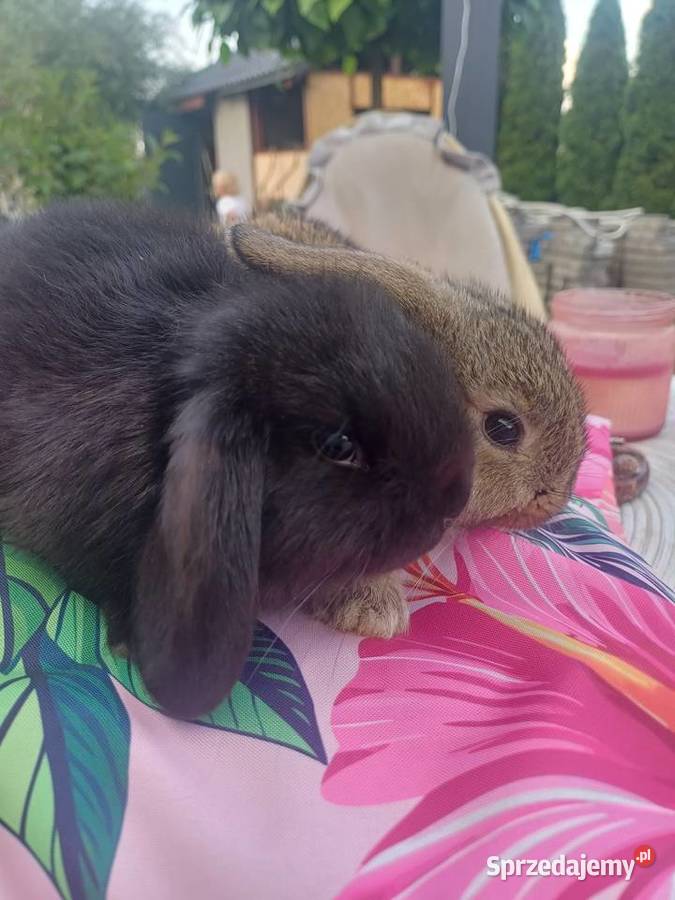 Kroliczki baranki mini lop Czerwionka-Leszczyny