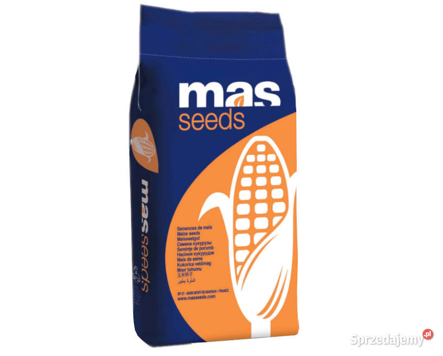 Materiał siewny kukurydza MAS 23M FAO 250 Chełmno