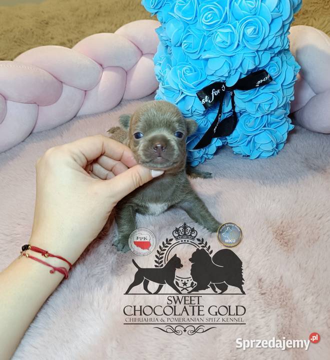 Chihuahua piesek liliowy krótkowłosy piękny Warszawa