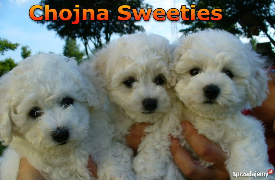 Bichon Frise sprzedam rodowodowe szczenięta FCI Psy Zwierzęta zachodniopomorskie Chojna