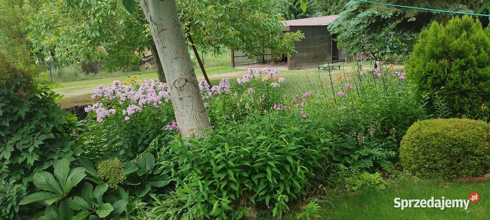 Działka WrzącaLutomiersk WŁASNOŚĆ ROD łódzkie Lutomiersk