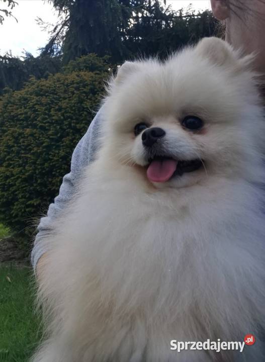 Pomeraniany szczenięta Bolesławiec
