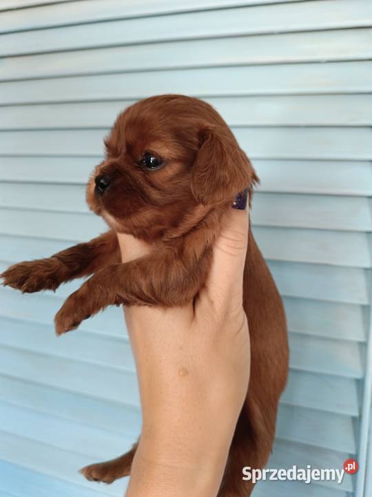 Szczenięta Cavalier King Charles spaniel suczki Zwierzęta śląskie Tarnowskie Góry